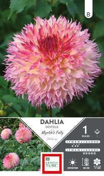 Dahlia Dentelle Myrtle's Folly x1