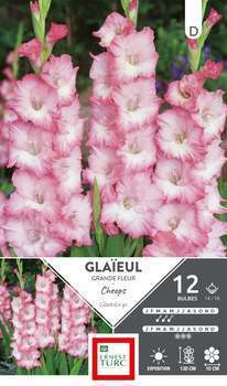 Glaïeul à Grandes Fleurs Cheops 14/16 X12