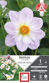 Dahlia collerette Teesbrooke Audrey Fleurs de Fran