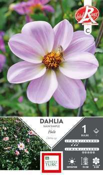 Bulbe dahlia simple Halo x1