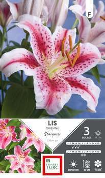 Bulbes de Lis Oriental Stargazer