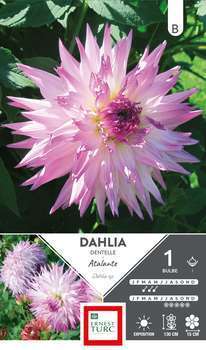 Dahlia Dentelle Atalante I X1