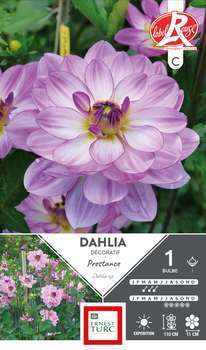 Bulbe dahlia Buisson Prestance x1
