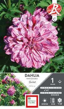 Bulbe dahlia nain double Sorbet x1