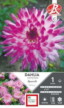 Dahlia Cactus Nain Aquarelle Fleurs de France x1