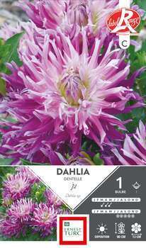 Bulbe dahlia Cactus Jil x1