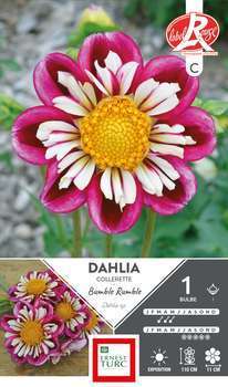 Dahlia collerette Bumble Rumble Fleurs de France x