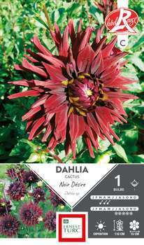 Dahlia Cactus Noir Désire Fleurs de France x1