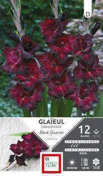 Glaïeul à Grandes Fleurs black surprise 14/16 12