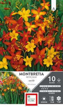 Montbretia Melange 6/8 X10