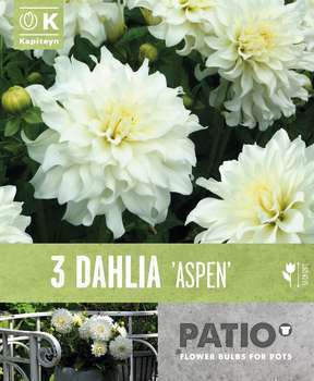 Dahlias semi cactus noir-blanc x3