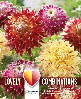 Combinaison de dahlias tons rouges et jaunes