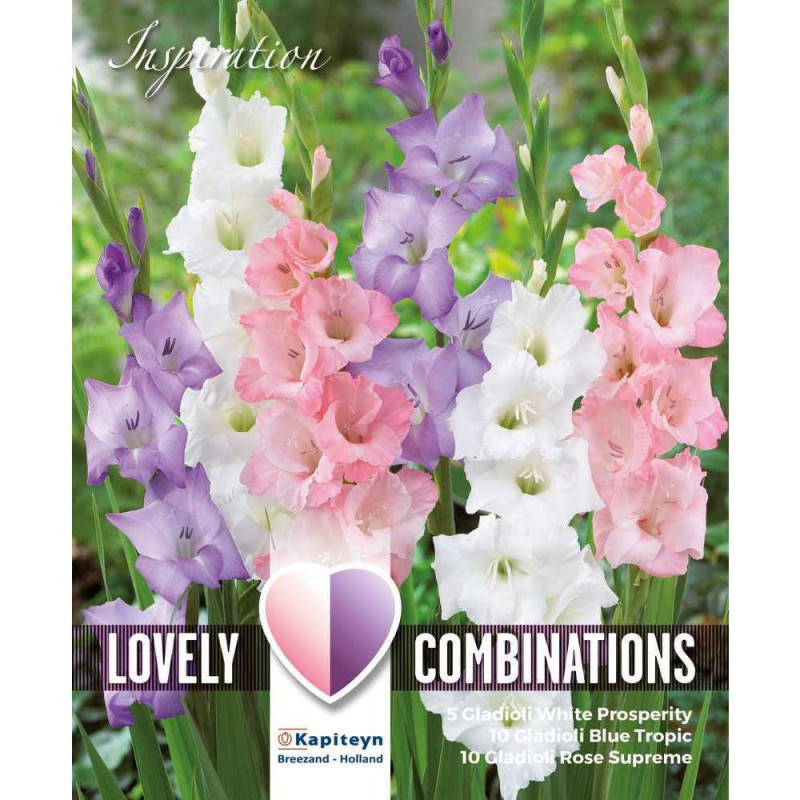 Bulbes de Glaieul White blue pink x25
