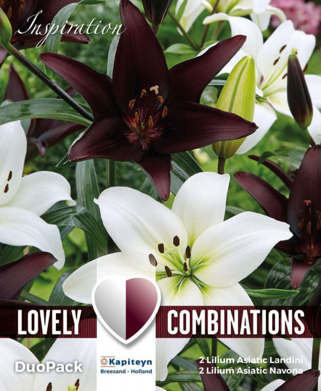 Bulbes de Lys asiatique blancs et noirs X 4 calibr