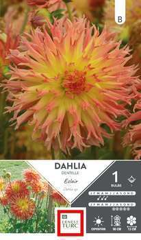 Dahlia Dentele Eclair I X1