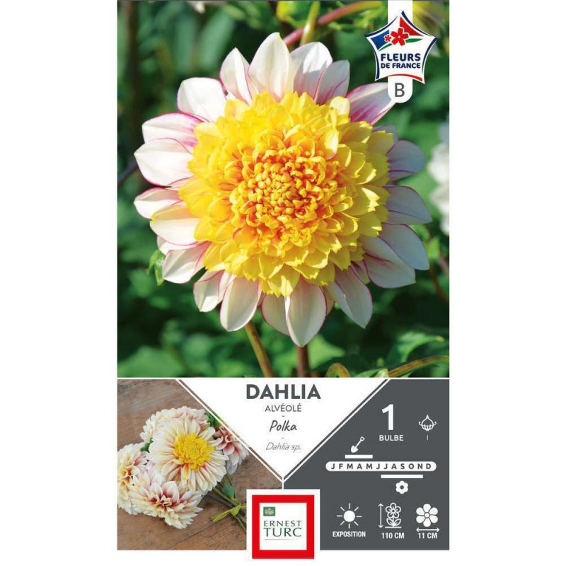 Bulbe de Dahlia alvéolé Polka x1