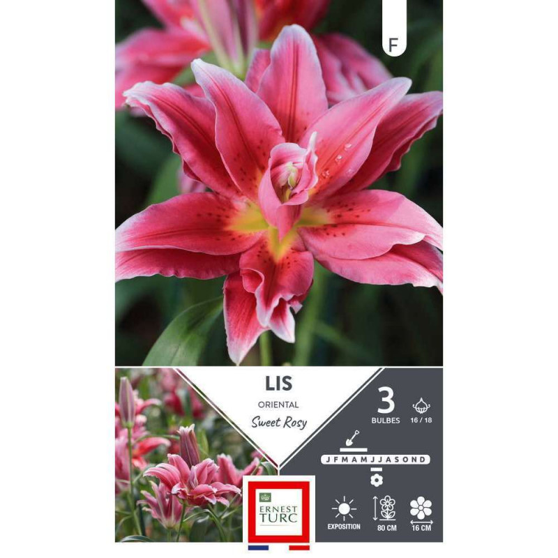 Bulbe Lys oriental Sweet rosy x3