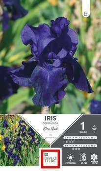 Iris Germ. Bleu Nuit I X1