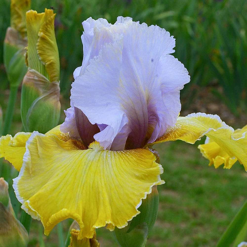 IRIS SAPHIR JAUNE