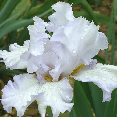 IRIS SHARPER IMAGE