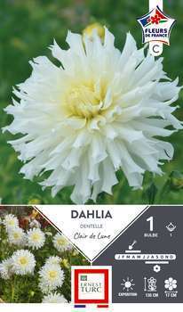 Dahlia Dentelle C. De Lune Fdf I X1