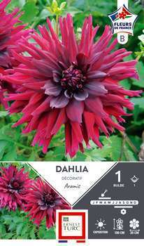 Dahlia Deco Aramis Fdf I X1-(926015)
