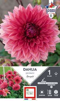 Dahlia Deco Bengale Fdf I X1