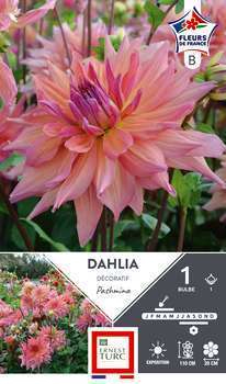 Dahlia Deco Pashmina Fdf I X1