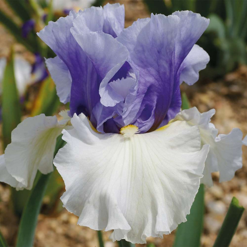 IRIS ALPENVIEW
