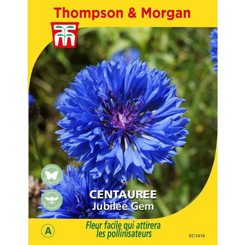 Graines de Centaurée Jubilee Gem