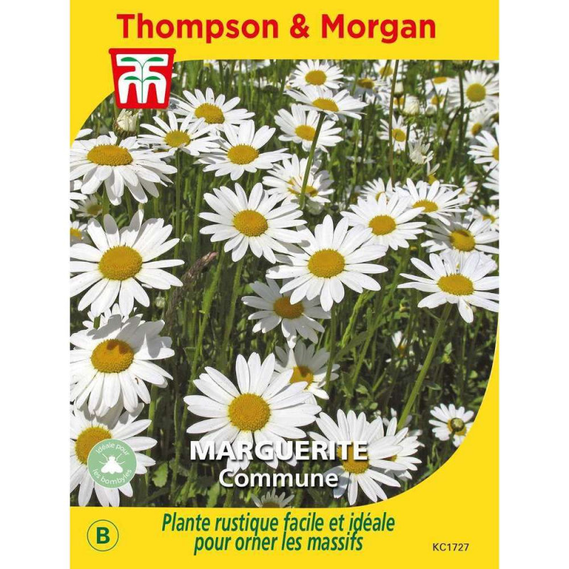 Graines de Marguerite Commune