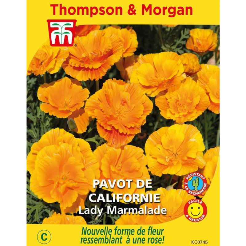 Graines de Pavot de Californie Lady Marmalade