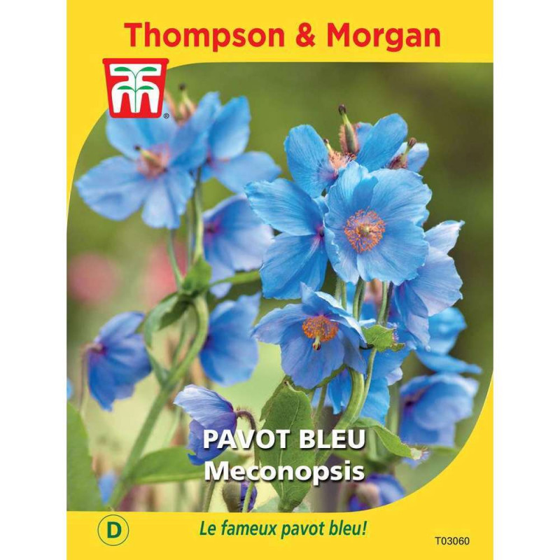 Graines de Pavot Meconopsis Bleu