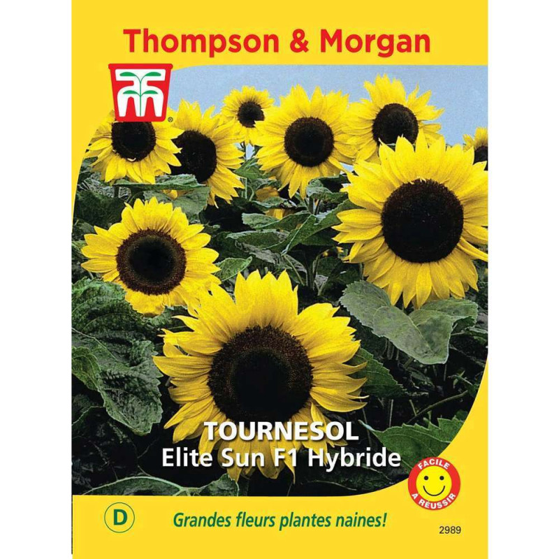 Graines de Tournesol Elite Sun F1