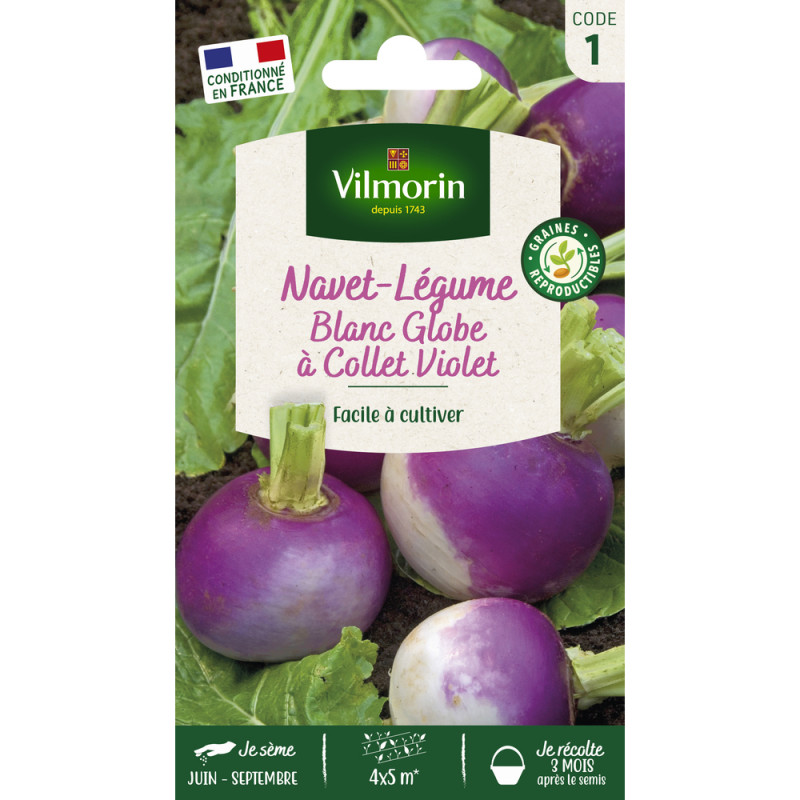 Graines, navet-Légume blanc Globe à collet violet