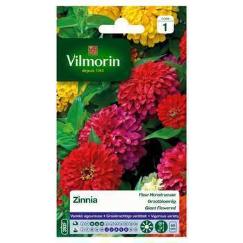 Zinnia à fleur monstrueuse varié : en sachet