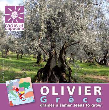 Sachet de graines d'Olivier de Grèce