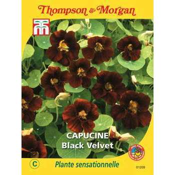 Capucine black velvet