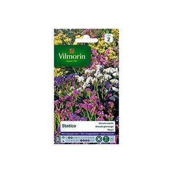 Statice Sinuata variée : en sachet