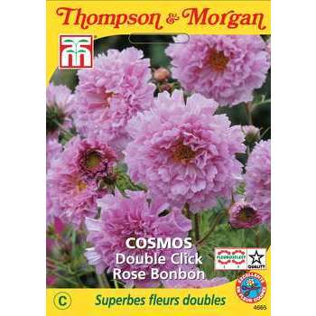 Cosmos double rose