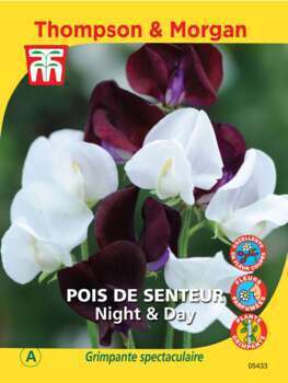 Pois de senteur night & day