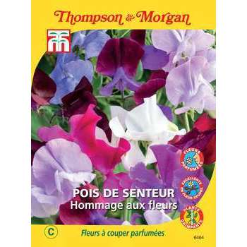 Pois de senteur hommage aux fleurs