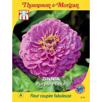 zinnia purple prince