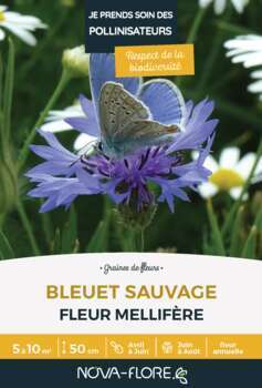 Bleuet sauvage