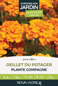 Oeillet du potager