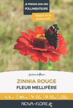 Zinnia rouge
