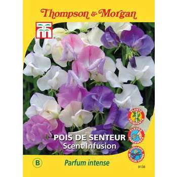 Pois de Senteur Scent Infusion