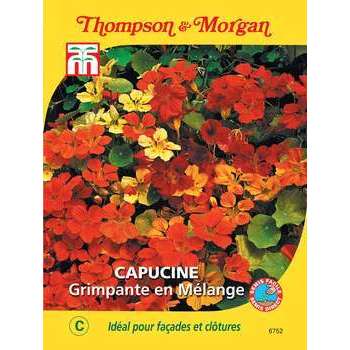 Capucine Grimpante en Mél.