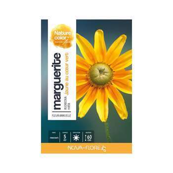 Marguerite : jaune