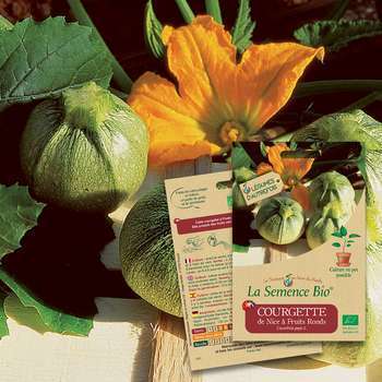 Graines potagères courgette de Nice à Fruits Ronds